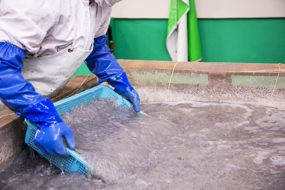 水揚げされた生しらすを搬入・洗浄・異物チェック